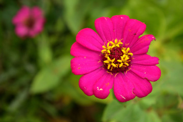 Obraz premium czerwony kwiat w ogrodzie