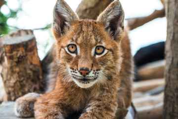 Portrait of Adorable Young Lynx Lying and Watching