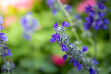 Obraz premium The background image of the colorful flowers