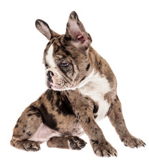 Tender mascot - french bulldog merle baby, photo on white background.