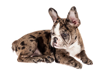 Tender mascot - french bulldog merle baby, photo on white background.