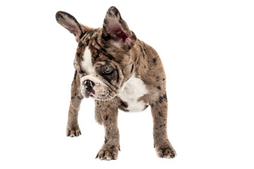 Tender mascot - french bulldog merle baby, photo on white background.