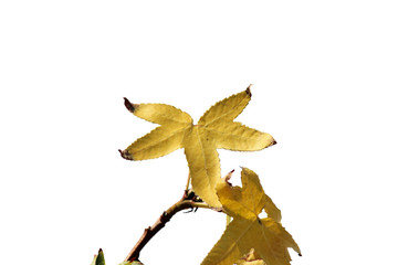 Fototapeta premium yellow leaf colorful backdrop
