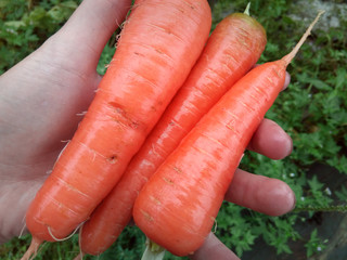 Three carrots