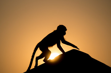 monkey silhouette climbing on a roof with sun