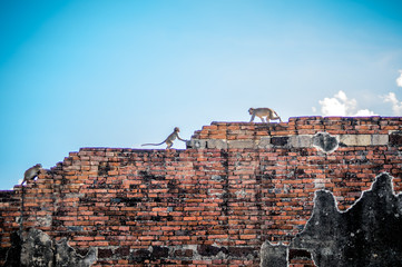 monkeys playing together on a wall