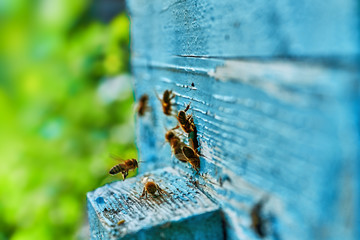 Close up view of the working bees on the honeycomb with sweet honey. Honey is beekeeping healthy produce. Bee honey collected in the yellow beautiful honeycomb.