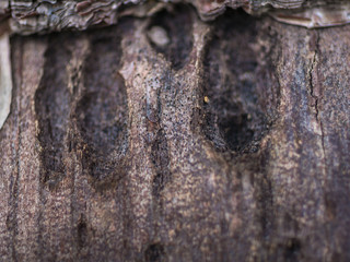 tree bark macro close up