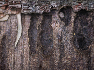 tree bark macro close up