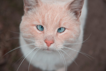 White and orange cat with blue eyes looking at camera. Portrait of white and orange cat looking at camera, cute pet in outdoor