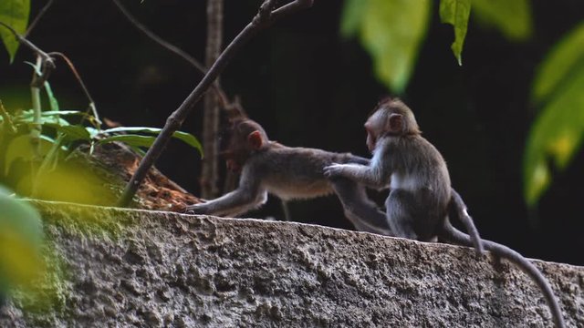 Two little Long-Tailed monkey play with each other and depict sexual intercourse