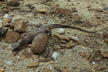 Corpse of the lizard varanus on the beach in Thailand
