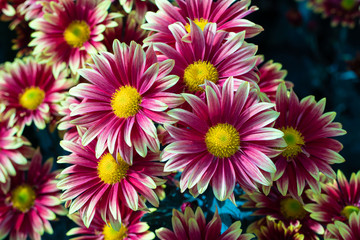 Pink chrysanthemums close up in autumn Sunny day in the garden. Autumn flowers. Flower head