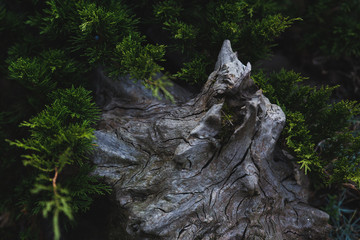 old rotten log in the wild forest. driftwood in needles background texture