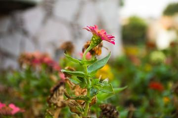 Typical Mexican flowers sown along urban parks
