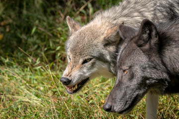 Close up of two gray wolves (timber wolves), one with gray fur, the other with black fur.  The gray wolf is snarling at the other, showing its teeth.