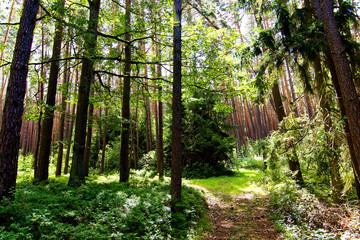 Summer bright day in the Bavarian forest