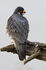 Portrait of a Peregrine Falcon perched on a branch.