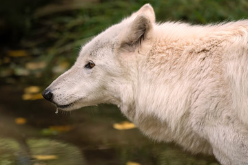 Fototapeta premium Close-up of a gray wolf (timber wolf) with white fur, with water dripping from its muzzle.