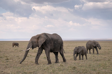 A mother elephant, followed by several calves of various ages, walks across the savanna.  Image taken in the Masai Mara, Kenya.