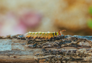 Yellow Caterpillar butterfly Myriapoda diplopoda arthropoda tracheata wild insect bug life