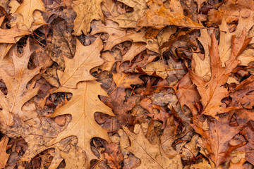 Foglie d' Autunno