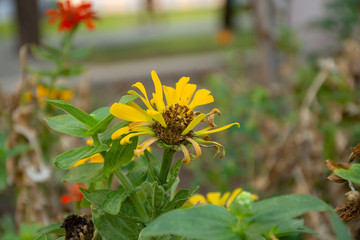 Typical Mexican flowers sown along urban parks