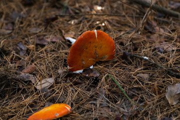 Big fly agaric in the forest. Big red and white fly agaric in the forest growing in the grass
