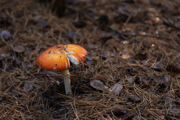 Big fly agaric in the forest. Big red and white fly agaric in the forest growing in the grass