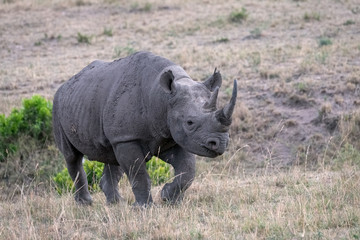 Fototapeta premium Critically endangered Black Rhinoceros (Rhino) as it walks across the open grassland, in the rain, in the Masai Mara, Kenya.