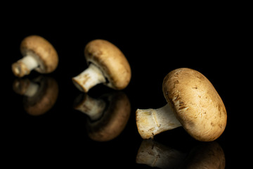Group of three whole fresh brown champignon isolated on black glass