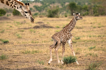 Mother giraffe follows closely behind her newly born calf as it tries to walk on wobbly legs. ...