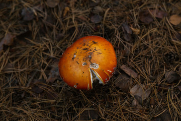 Big fly agaric in the forest. Big red and white fly agaric in the forest growing in the grass