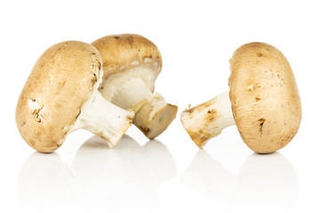 Group of three whole fresh brown champignon isolated on white background