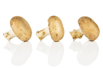 Group of three whole fresh brown champignon in row isolated on white background