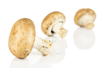 Group of three whole fresh brown champignon isolated on white background