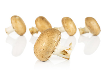 Group of five whole fresh brown champignon isolated on white background