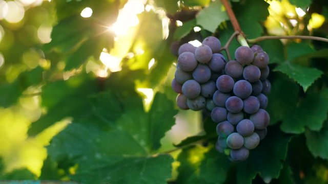 Grape on a branch at sunset