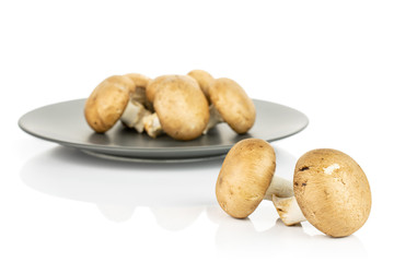 Group of seven whole fresh brown champignon on gray ceramic plate isolated on white background