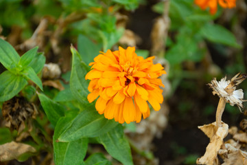 Typical Mexican flowers sown along urban parks