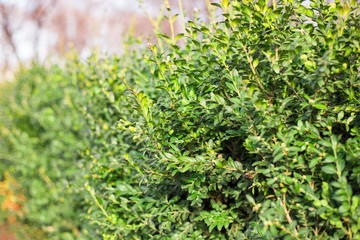 Close up of bright shiny wet young green foliage of boxwood