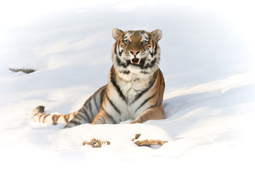 Siberian tiger in snow Showing his teeth