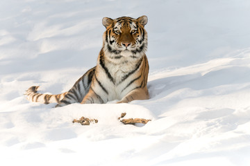 tiger in snow