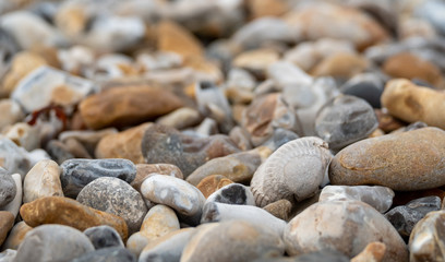 Venericor bivalve shell amongst pebbles on the beach at Bracklesham Bay near East Wittering, West Sussex UK. 