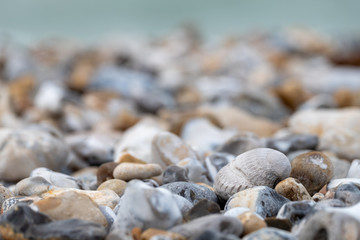 Venericor bivalve shell amongst pebbles on the beach at Bracklesham Bay near East Wittering, West Sussex UK. 