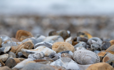 Venericor bivalve shell amongst pebbles on the beach at Bracklesham Bay near East Wittering, West Sussex UK. 