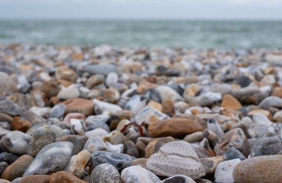 Venericor bivalve shell amongst pebbles on the beach at Bracklesham Bay near East Wittering, West Sussex UK. 