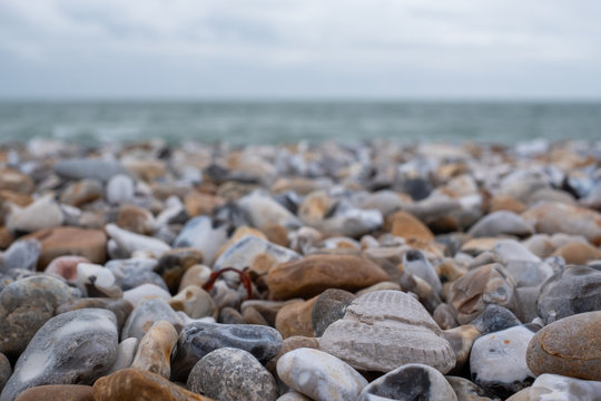 Venericor bivalve shell amongst pebbles on the beach at Bracklesham Bay near East Wittering, West Sussex UK. 