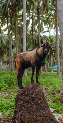 Brown Goat under palm tree in Thailand village