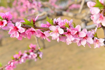 Obraz premium In full bloom in the peach blossom